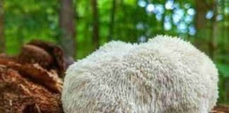 Salud cognitiva: crece el interés por la melena de león y sus posibles beneficios