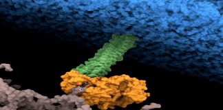 Un estudio del CSIC halla el punto débil de una de las bacterias hospitalarias más resistentes a los antibióticos Un estudio del CSIC halla el punto débil de una de las bacterias hospitalarias más resistentes a los antibióticos