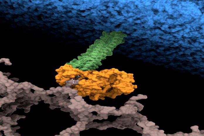 Un estudio del CSIC halla el punto débil de una de las bacterias hospitalarias más resistentes a los antibióticos Un estudio del CSIC halla el punto débil de una de las bacterias hospitalarias más resistentes a los antibióticos