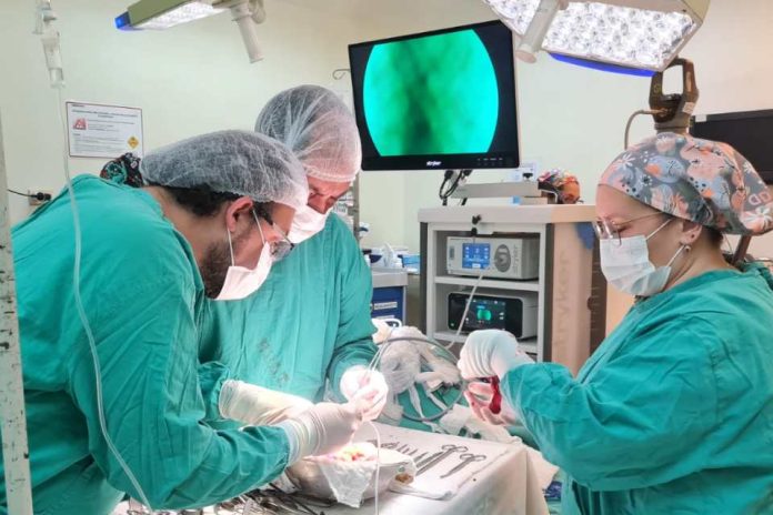 Cuatro hospitales públicos realizan inédito trasplante quíntuple cruzado de riñón en Chile