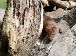 Aumento de letalidad y casos de Hantavirus en invierno: experto UdeC llama a extremar la prevención