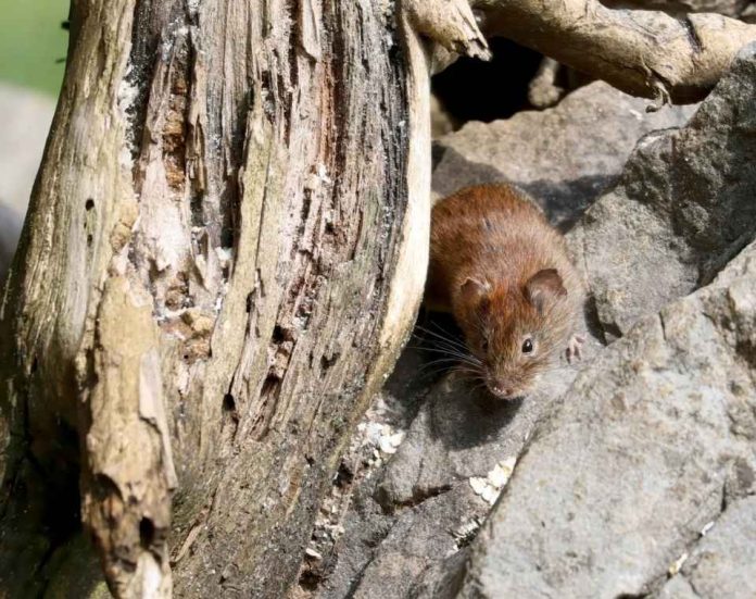 Aumento de letalidad y casos de Hantavirus en invierno: experto UdeC llama a extremar la prevención