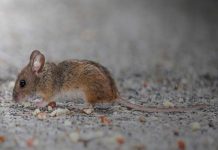 El 65% de las enfermedades infecciosas humanas tiene origen animal: ¿cómo ocurre el contagio?