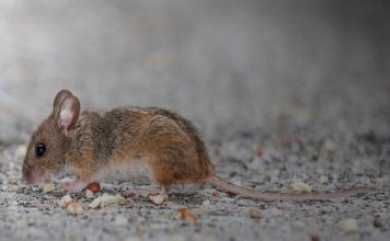 El 65% de las enfermedades infecciosas humanas tiene origen animal: ¿cómo ocurre el contagio? El 65% de las enfermedades infecciosas humanas tiene origen animal: ¿cómo ocurre el contagio?