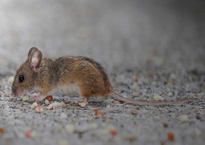 El 65% de las enfermedades infecciosas humanas tiene origen animal: ¿cómo ocurre el contagio?
