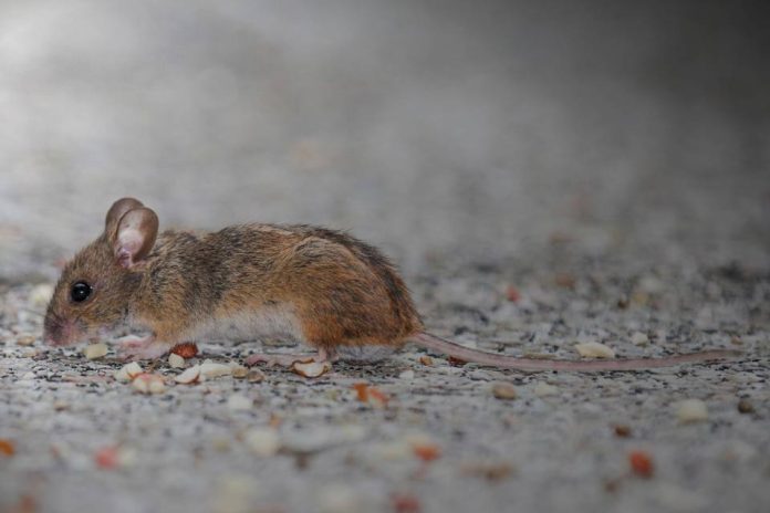 Epidemióloga explica los alcances de la primera alerta sanitaria por hantavirus en la historia de Chile Epidemióloga explica los alcances de la primera alerta sanitaria por hantavirus en la historia de Chile
