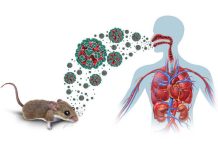 Hantavirus: experta llama a reforzar las medidas preventivas y consultar precozmente ante síntomas compatibles Hantavirus: experta llama a reforzar las medidas preventivas y consultar precozmente ante síntomas compatibles