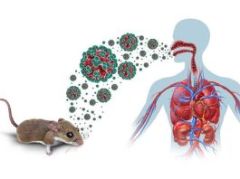 Hantavirus: experta llama a reforzar las medidas preventivas y consultar precozmente ante síntomas compatibles