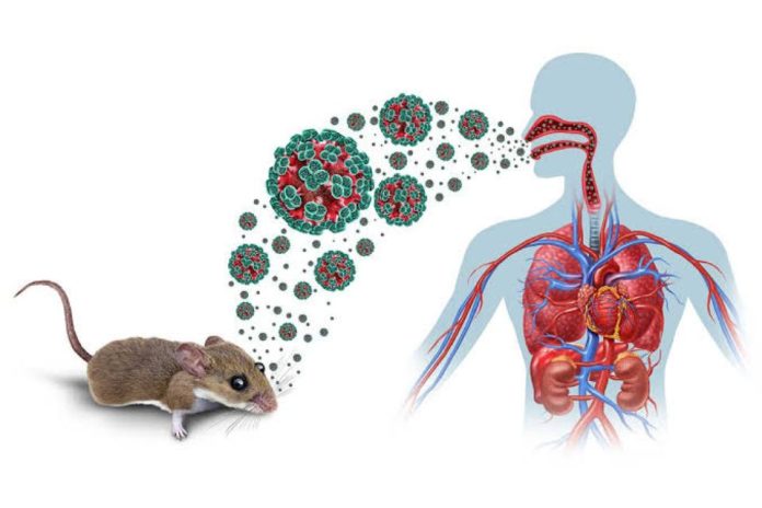 Hantavirus: experta llama a reforzar las medidas preventivas y consultar precozmente ante síntomas compatibles