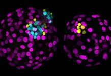 Reportaje | Una nueva versión de CRISPR, la edición de bases, revela un factor esencial en el desarrollo de los embriones humanos