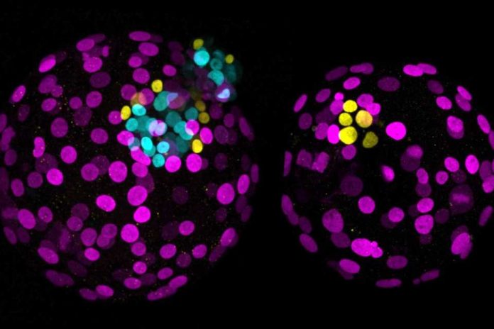 Reportaje | Una nueva versión de CRISPR, la edición de bases, revela un factor esencial en el desarrollo de los embriones humanos