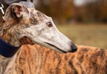 Colmevet reitera su rechazo a las carreras de galgos y exige la derogación del artículo 16° de la Ley 20.380