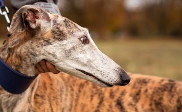 Colmevet reitera su rechazo a las carreras de galgos y exige la derogación del artículo 16° de la Ley 20.380