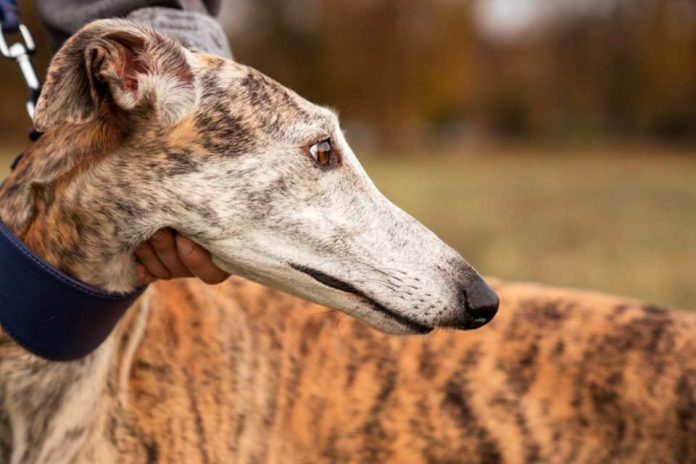 Colmevet reitera su rechazo a las carreras de galgos y exige la derogación del artículo 16° de la Ley 20.380 Colmevet reitera su rechazo a las carreras de galgos y exige la derogación del artículo 16° de la Ley 20.380