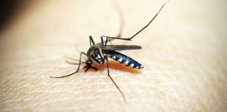 Dengue y cambio climático: las condiciones que pueden favorecer la expansión del mosquito
