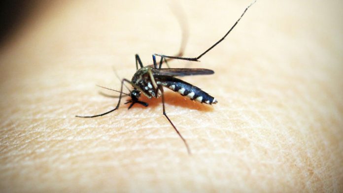 Dengue y cambio climático: las condiciones que pueden favorecer la expansión del mosquito Dengue y cambio climático: las condiciones que pueden favorecer la expansión del mosquito