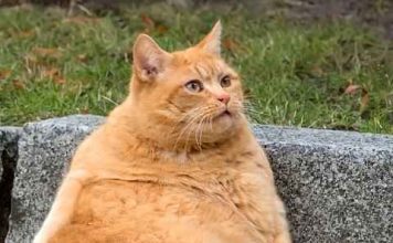 Hasta 2 de cada 5 gatos presenta sobrepeso: expertos alertan sobre errores comunes en su alimentación