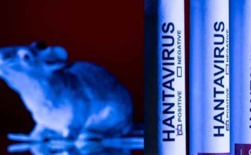 Mortalidad por Hantavirus se duplica en 2026 y activa alerta sanitaria entre Valparaíso y Aysén