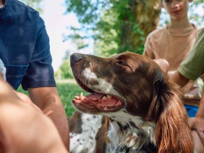 Chile elimina la rabia transmitida por perros: un logro que se cuida con prevención