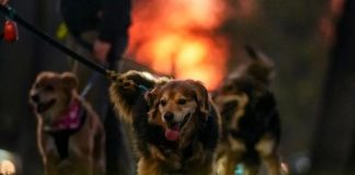 Chile se convierte en el primer país de Sudamérica en erradicar la transmisión de rabia de perros a humanos