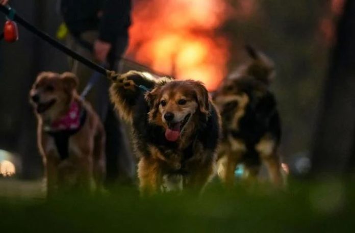 Chile se convierte en el primer país de Sudamérica en erradicar la transmisión de rabia de perros a humanos Chile se convierte en el primer país de Sudamérica en erradicar la transmisión de rabia de perros a humanos