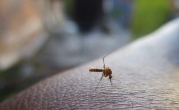 Cómo prevenir el dengue y otras enfermedades transmitidas por mosquitos