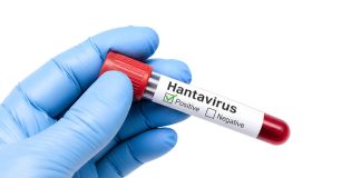 El aumento de casos de hantavirus bajo la lupa de la investigación chilena