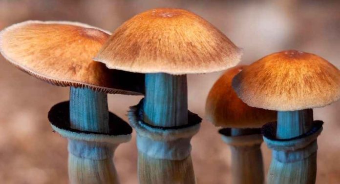 Internacional Los hongos alucinógenos sorprenden a la ciencia su compuesto activo podría evitar el dolor de la quimioterapia Internacional | Los hongos alucinógenos sorprenden a la ciencia: su compuesto activo podría evitar el dolor de la quimioterapia