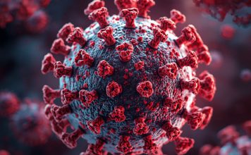 Investigadores de los NIH identifican anticuerpos poco comunes con potencial para combatir el síndrome alfa-gal.