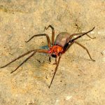 Araña de rincón: qué hacer ante una mordedura y cómo reconocer señales de gravedad