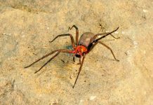 Araña de rincón: qué hacer ante una mordedura y cómo reconocer señales de gravedad
