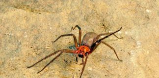 Araña de rincón: qué hacer ante una mordedura y cómo reconocer señales de gravedad