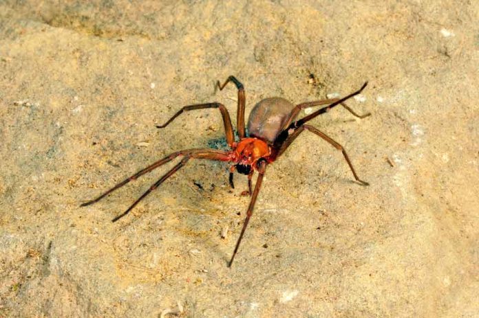 Araña de rincón: qué hacer ante una mordedura y cómo reconocer señales de gravedad Araña de rincón: qué hacer ante una mordedura y cómo reconocer señales de gravedad
