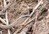 Culebras chilenas: qué especies pueden inocular veneno y qué hacer si una te muerde Culebras chilenas: qué especies pueden inocular veneno y qué hacer si una te muerde