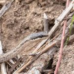 Culebras chilenas: qué especies pueden inocular veneno y qué hacer si una te muerde