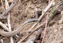Culebras chilenas: qué especies pueden inocular veneno y qué hacer si una te muerde Culebras chilenas: qué especies pueden inocular veneno y qué hacer si una te muerde