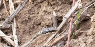 Culebras chilenas: qué especies pueden inocular veneno y qué hacer si una te muerde