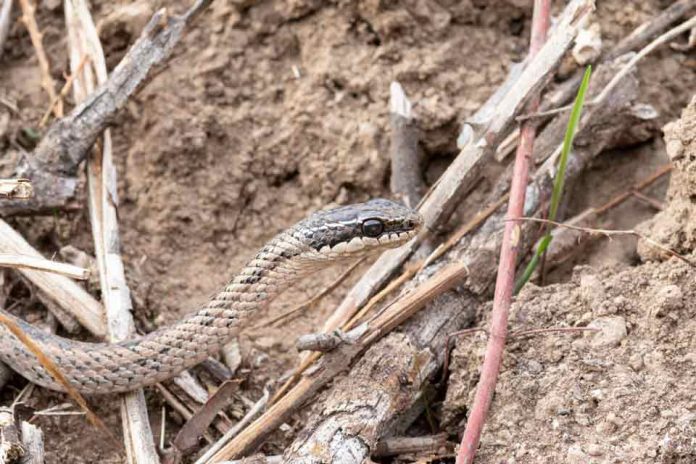 Culebras chilenas: qué especies pueden inocular veneno y qué hacer si una te muerde