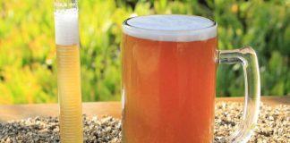 De residuo cervecero a ingrediente funcional: estudio explora su potencial para la salud intestinal