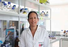 Estudio plantea que la fibra en la dieta podría reducir el impacto del alcohol sobre el cerebro