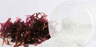 Internacional | Qué es la carragenina, el aditivo bajo la lupa por su impacto en la microbiota presente en los alimentos diarios Internacional | Qué es la carragenina, el aditivo bajo la lupa por su impacto en la microbiota presente en los alimentos diarios