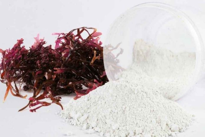 Internacional Qué es la carragenina, el aditivo bajo la lupa por su impacto en la microbiota presente en los alimentos diarios Internacional | Qué es la carragenina, el aditivo bajo la lupa por su impacto en la microbiota presente en los alimentos diarios