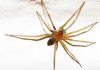 Mordedura de araña de rincón: urgencióloga entrega consejos para actuar y reconocer señales de alerta