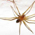 Mordedura de araña de rincón: urgencióloga entrega consejos para actuar y reconocer señales de alerta