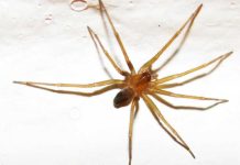 Mordedura de araña de rincón: urgencióloga entrega consejos para actuar y reconocer señales de alerta