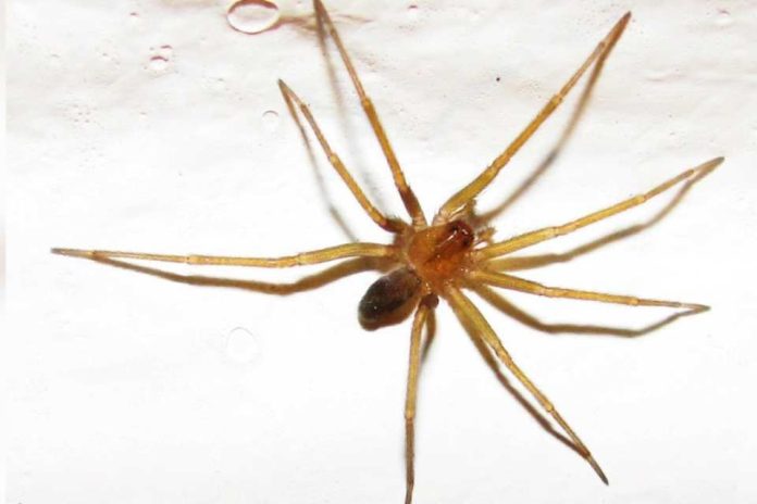 Mordedura de araña de rincón: urgencióloga entrega consejos para actuar y reconocer señales de alerta