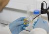 USM desarrolla parche de nanofibras con miel de ulmo para regenerar heridas