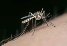 Zancudos en el Gran Concepción: cómo influyen las lluvias y las temperaturas en su reproducción