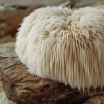 Melena de León: todos los beneficios de este superalimento natural, beneficios melena de león