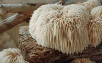Melena de León: todos los beneficios de este superalimento natural, beneficios melena de león